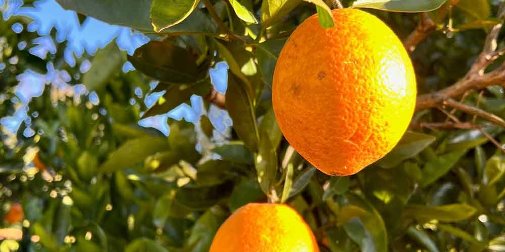 Citrus trees – trees that keep giving