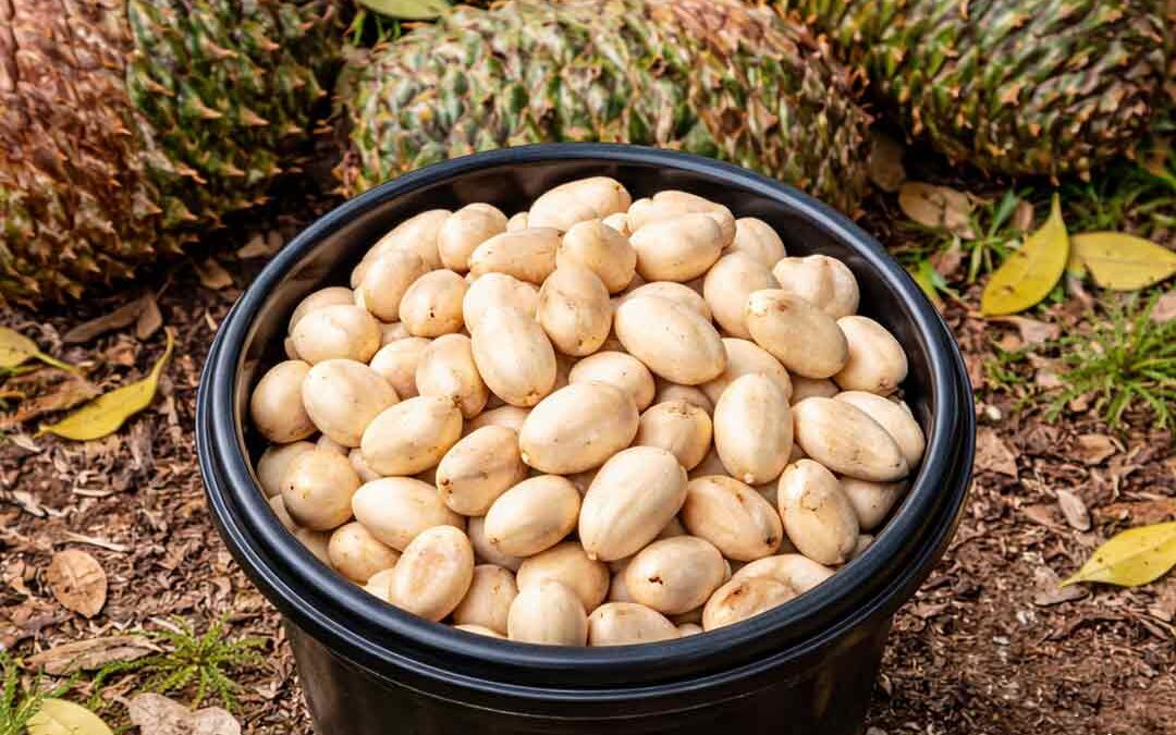 bunya nuts