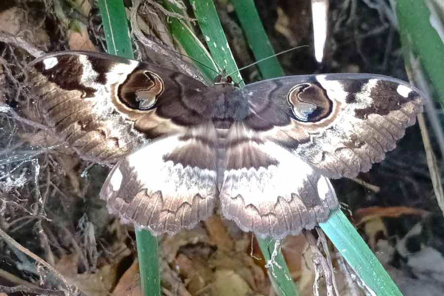 eco corridor butterfly