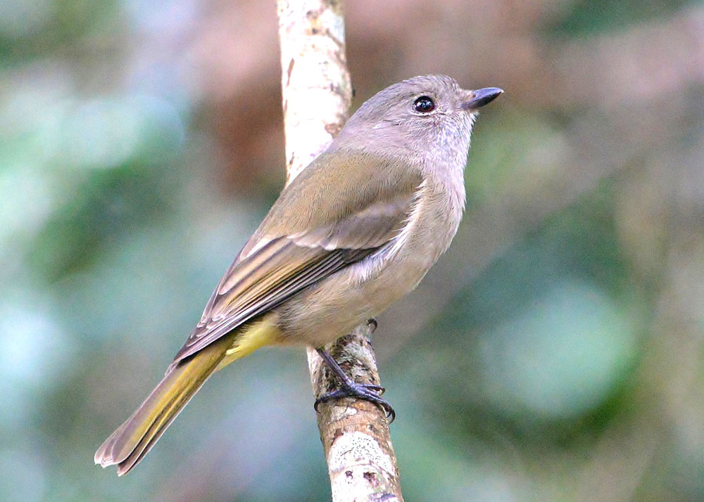 golden whistler female