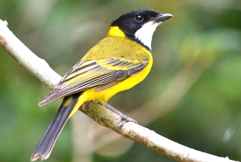 golden whistler male
