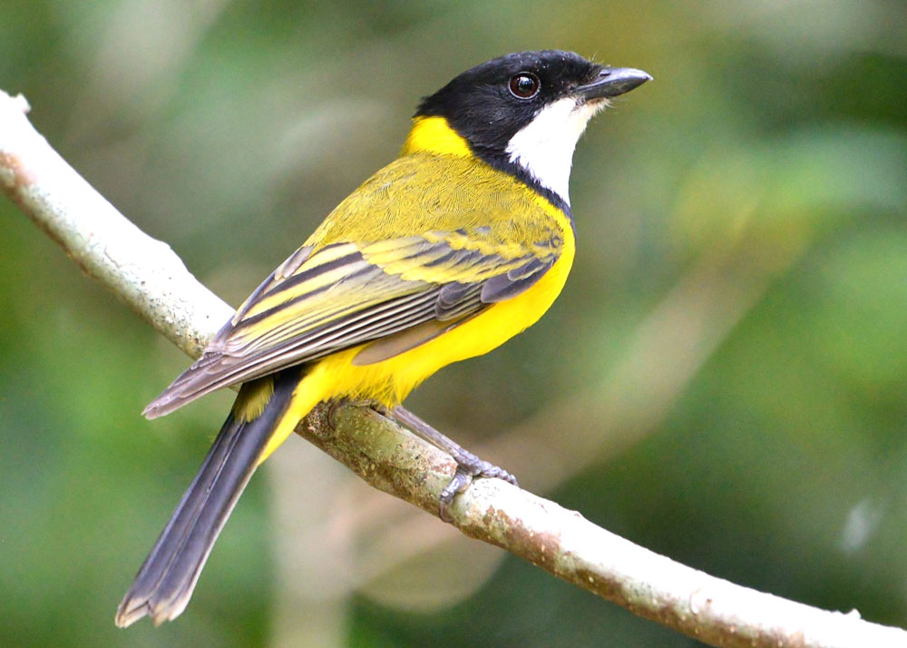 golden whistler male