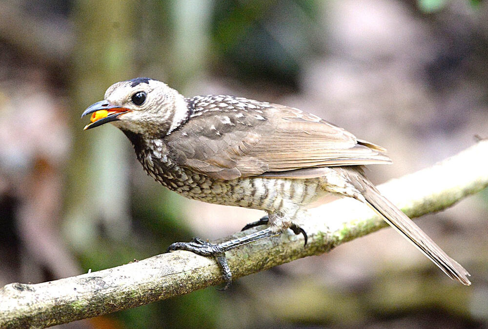 female bowerbird