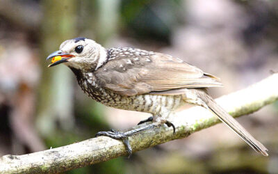 Regent Bowerbird Guide – Habitat, Behaviour & Facts