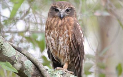 UPDATE: Dangerous rodenticides to be pulled from shelves