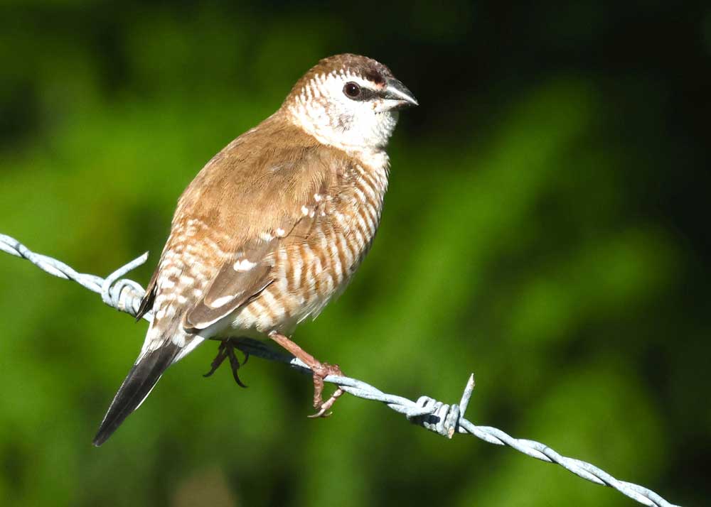 female plum headed finch female plum headed finch