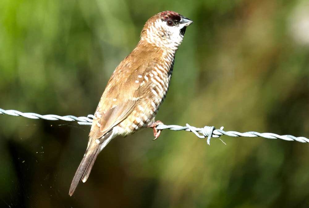 male plum headed finch