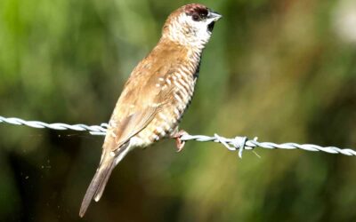 Rare Plum-Headed Finches Spotted at Samford Eco-Corridor