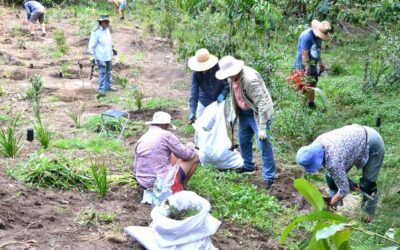 Bushcare Volunteers Needed at the Samford Eco-Corridor