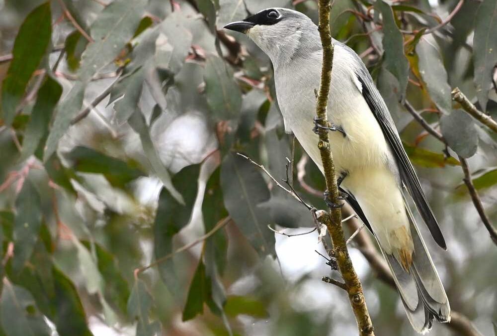 samford bird watch survey