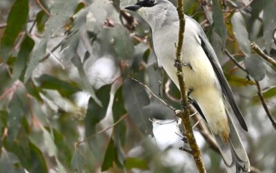 Bird Survey Records 69 Species at the Samford Eco-Corridor